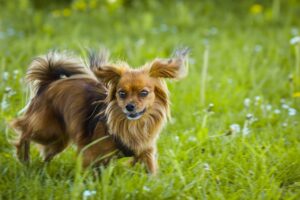 5 Dog Breeds That Have a Talent for Learning Human
Words