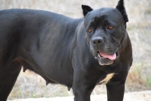 7 Crazy Things That Are Perfectly Normal For Cane
Corso’s