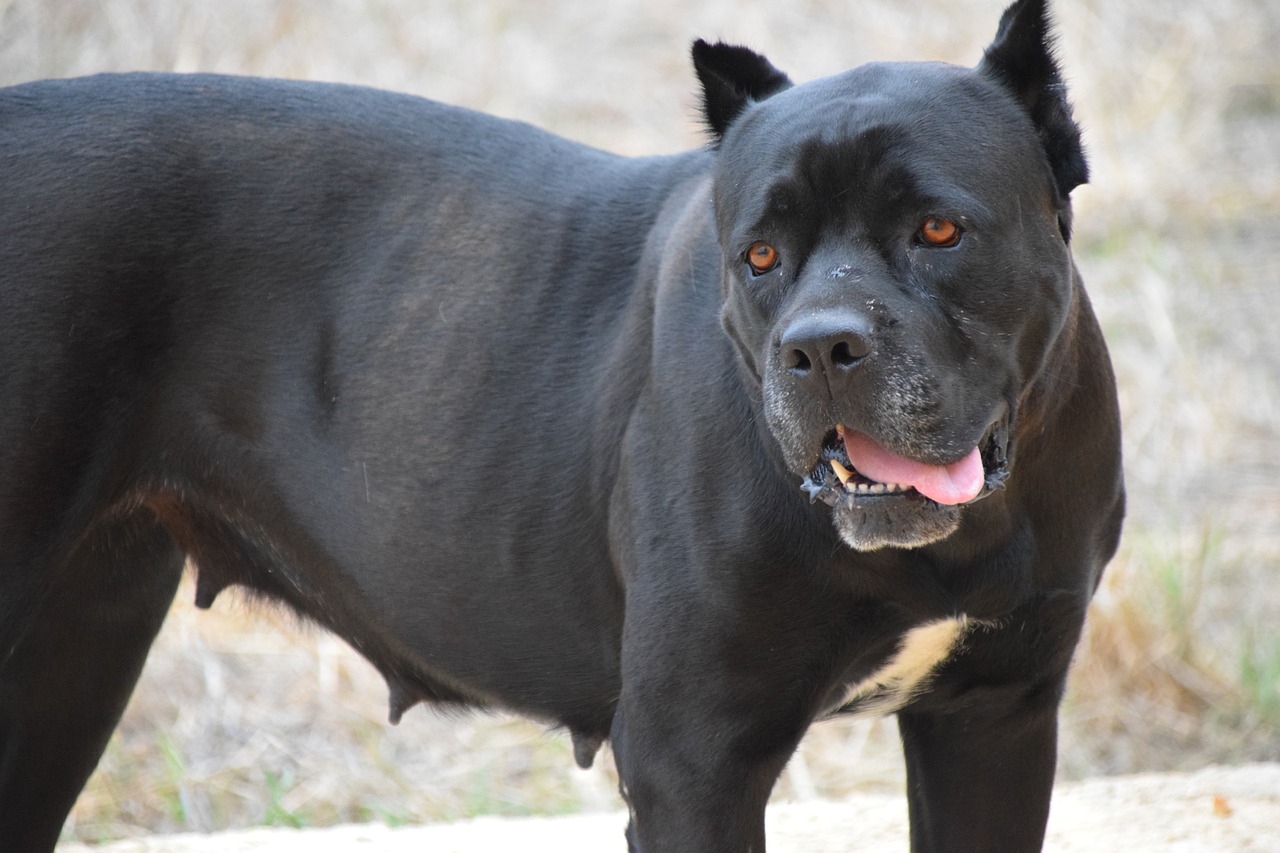 7 Crazy Things That Are Perfectly Normal For Cane
Corso’s