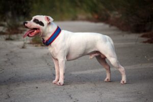 7 Crazy Things That Are Perfectly Normal For Staffordshire
Bull Terriers
