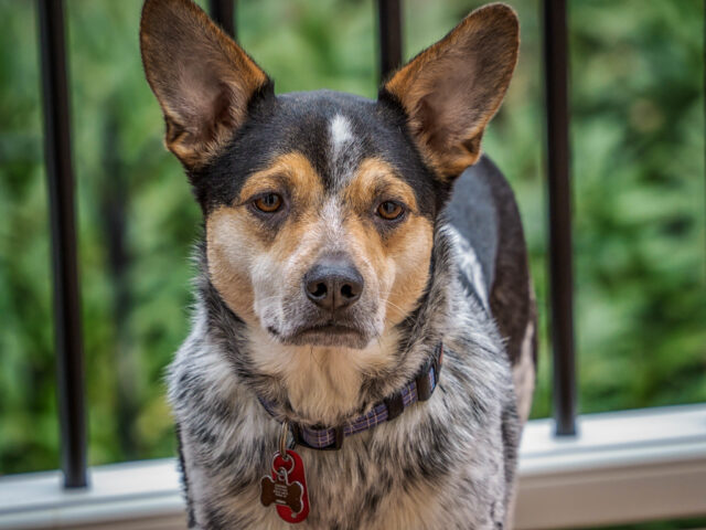 7 Crazy Things That Are Perfectly Normal for Australian
Cattle Dogs