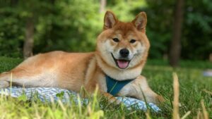 7 Crazy Things That Are Perfectly Normal for Shiba
Inus