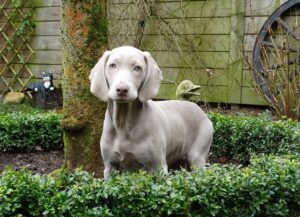 7 Crazy Things That Are Perfectly Normal for
Weimaraner