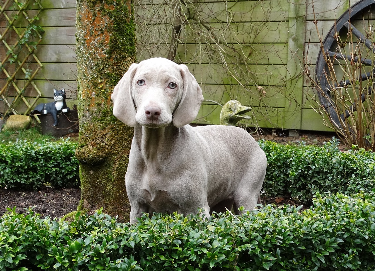 7 Crazy Things That Are Perfectly Normal for
Weimaraner