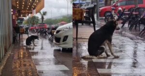 Dog Waits In Rain Daily for Owner For 8-Months, Reunion
Caught On Camera