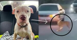 Driver Rescues Dog in Distress Running Through Hectic
Traffic