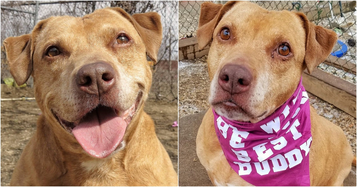 Family Promised To Pick Up Their Lost Dog From Shelter But
Never Did