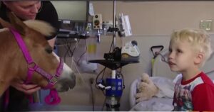 Hospital Welcomes Mini Horse to Help Patients With
Therapy