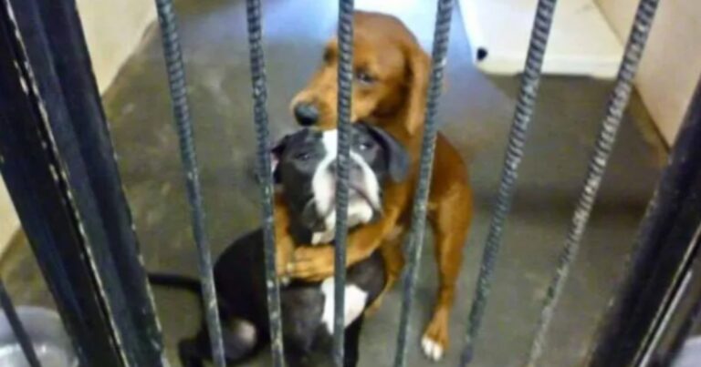 Hugging Photo Saves Dogs from Being Euthanized, Gives Them
New Chance
