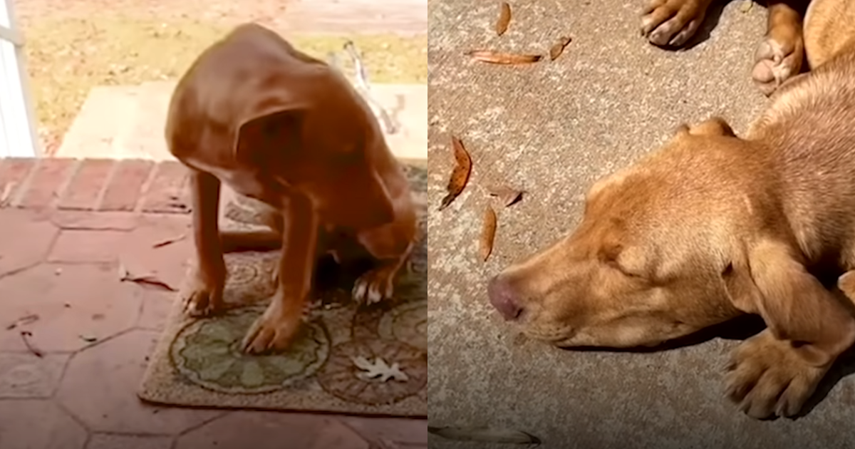 Stray Pup Fell Asleep Outside Stranger’s Door Until Someone
Opened It