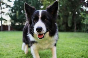 Which Dog Breed Is The Most Hungry? We Countdown The Top 15
Most Hungry Breeds
