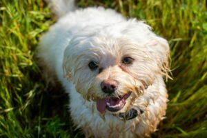 Which Dog Breed Is The Smelliest? We Countdown The Top 15
Smelliest Breeds
