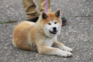 Which Dog Breed is the Highest Maintenance? We Countdown the
Top 15 Highest Maintenance Breeds