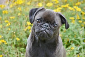 Which Dog Breed is the Most Low Maintenance? We Countdown
the Top 15 Most Low Maintenance Breeds