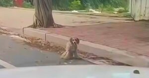 While Driving, Dog Struggling On Sidewalk Comes Into Man’s
View