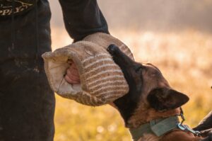 Will Dogs Eat Their Owners Under Certain
Circumstances?