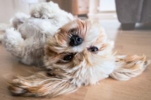 10 Alert (But Lazy!) Dog Breeds