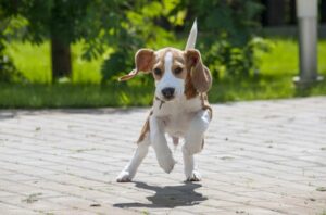10 Dog Breeds With The Most Hilarious Zoomie