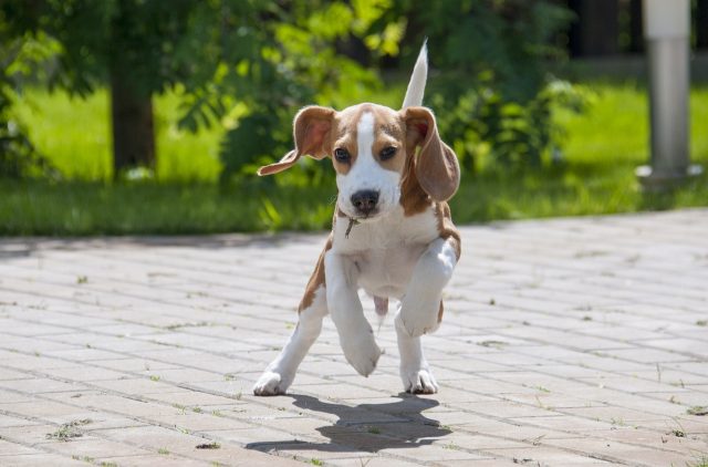 10 Dog Breeds With The Most Hilarious Zoomie