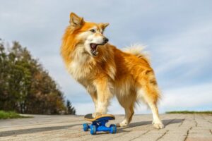 10 Dog Breeeds Perfect for Unbreakable Human-Canine
Connections