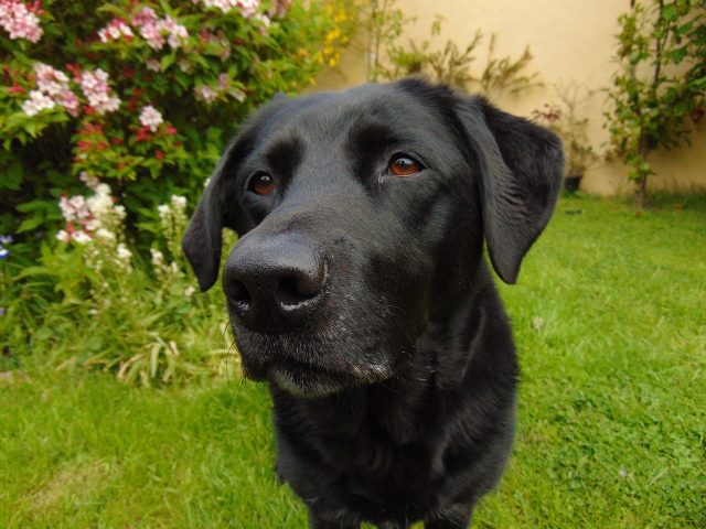 10 Most Loving & Affectionate Dog Breeds