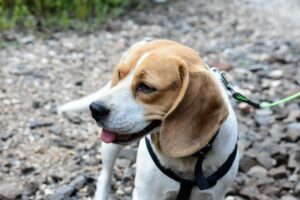 10 Most Loyal &amp; Devoted Dog Breeds