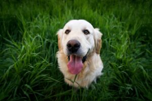 10 Times Your Dog Was More Loyal Than Your Best
Friend