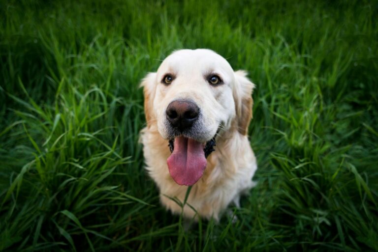 10 Times Your Dog Was More Loyal Than Your Best
Friend
