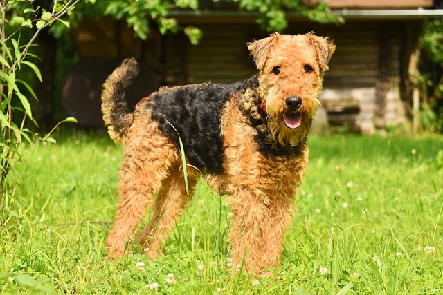 11 Most Confident Dog Breeds