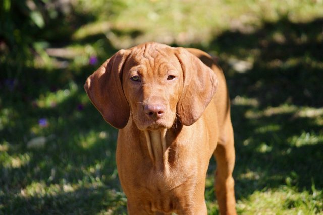 11 Most Friendly & Outgoing Dog Breeds