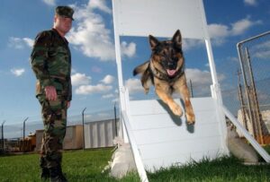 12 Dog Breeds That Are Natural Born Performers