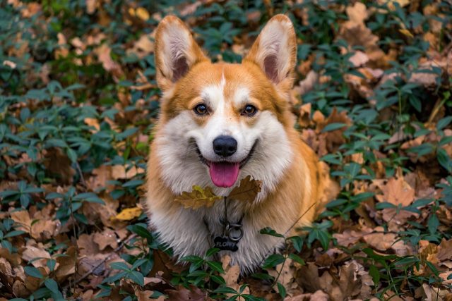 12 Most Amiable Dog Breeds In Existence