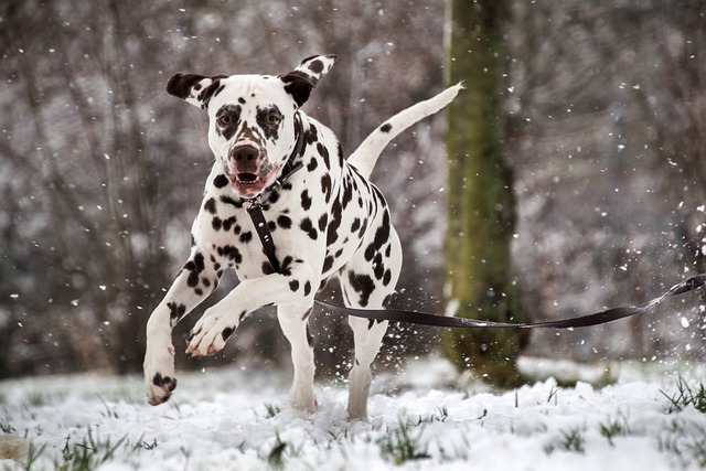 12 Most Energetic & Athletic Dog Breeds
