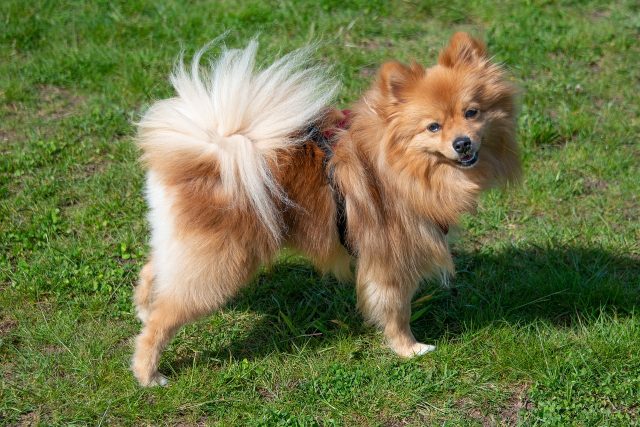 13 Most Fluffy & Adorable Dog Breeds