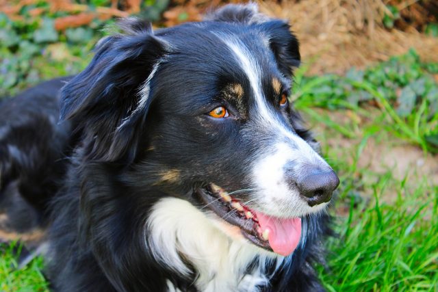 13 Most Resourceful & Clever Dog Breeds