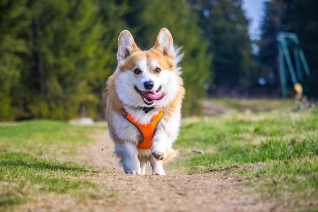 13 Most Spirited & Lively Dog Breeds