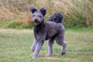 15 Dog Breeds With The Most Gentle Dispositions