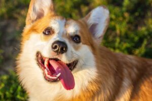 15 Most Playful &amp; Fun-Loving Dog Breeds