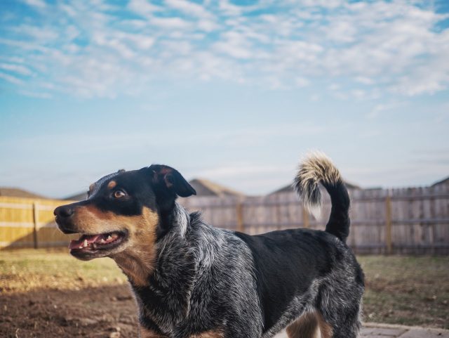 15 Most Spirited &amp; Energetic Dog Breeds