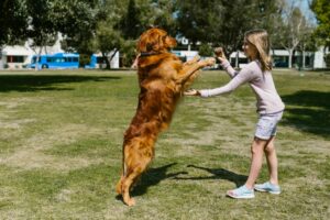 5 Most Trainable &amp; Obedient Dog Breeds