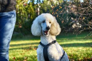 6 Most Independent &amp; Intelligent Dog Breeds