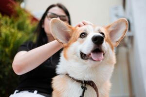 6 Signs You Are Your Corgis Favorite Human