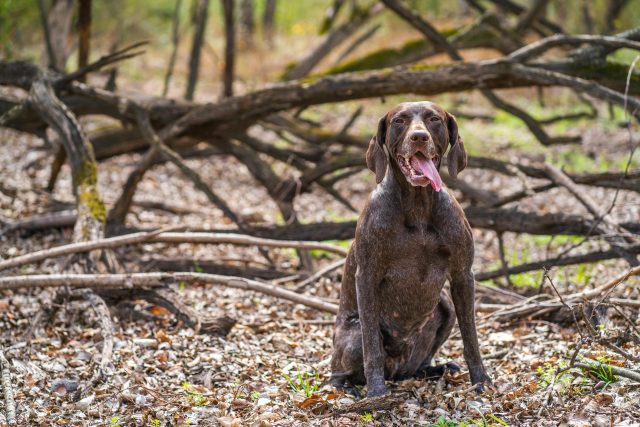 6 Signs You Are Your German Shorthaired Pointers Favorite
Human