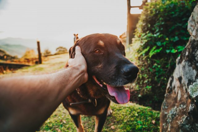 6 Signs You Are Your Great Danes Favorite Human
