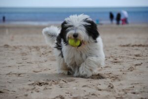 6 Signs You Are Your Old English Sheepdogs Favorite
Human