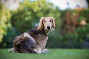 8 Dog Breeds That Are Surprisingly Independent