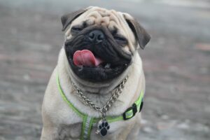 8 Dog Breeds With The Most Adorable Snouts