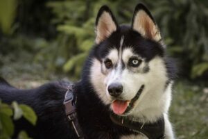 8 Dog Breeds With The Most Striking Eye Colors