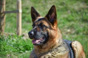 8 Most Obedient &amp; Loyal Dog Breeds