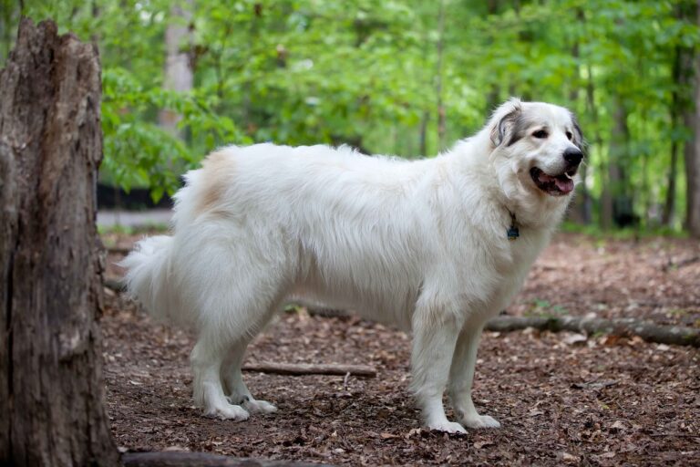 8 Strange Things Your Dog Does When You’re Not Home